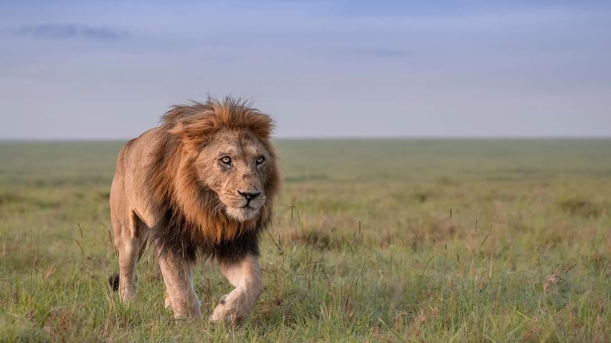 Game drives