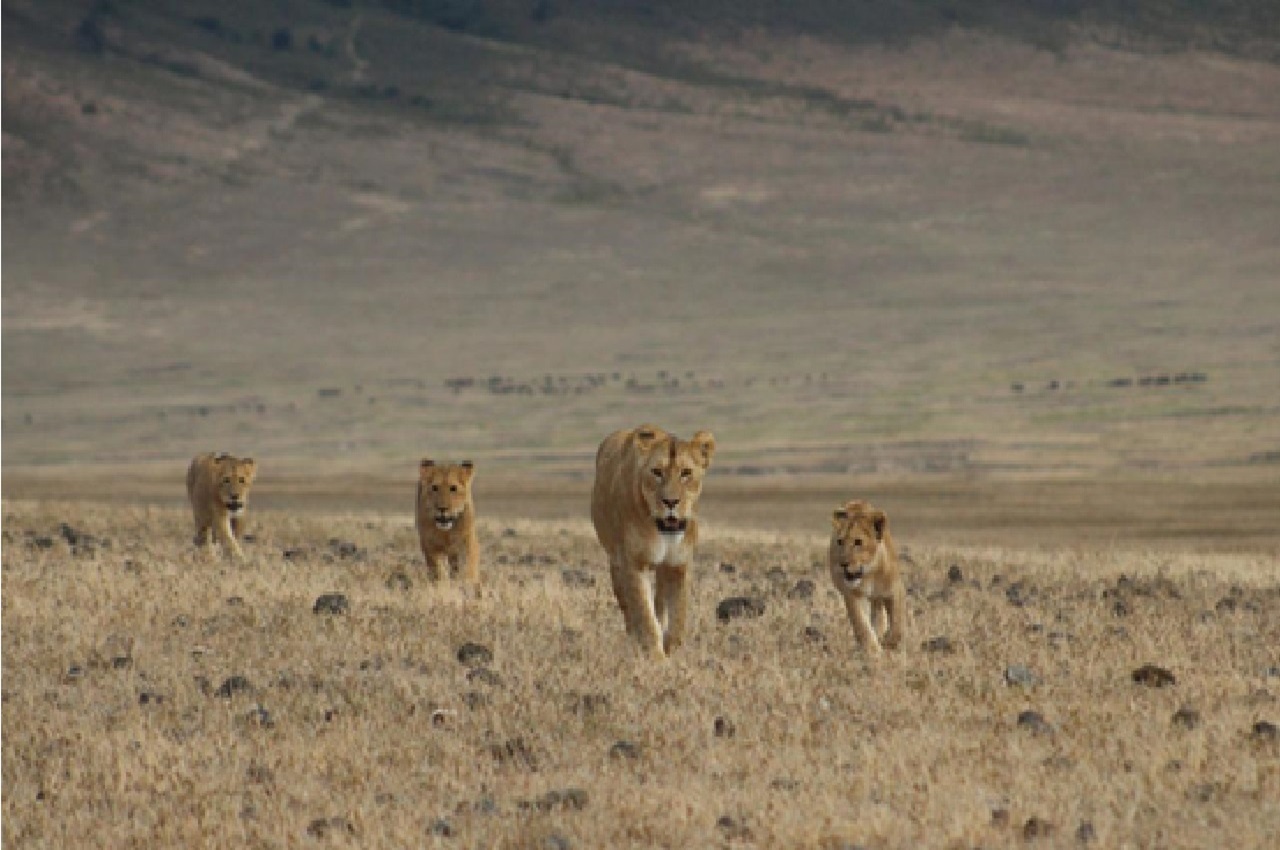 Ngorongoro Crater – Day Safari Itinerary