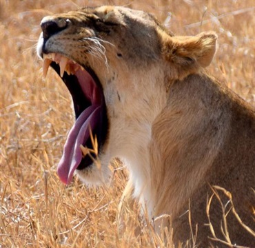 Safari Activities
